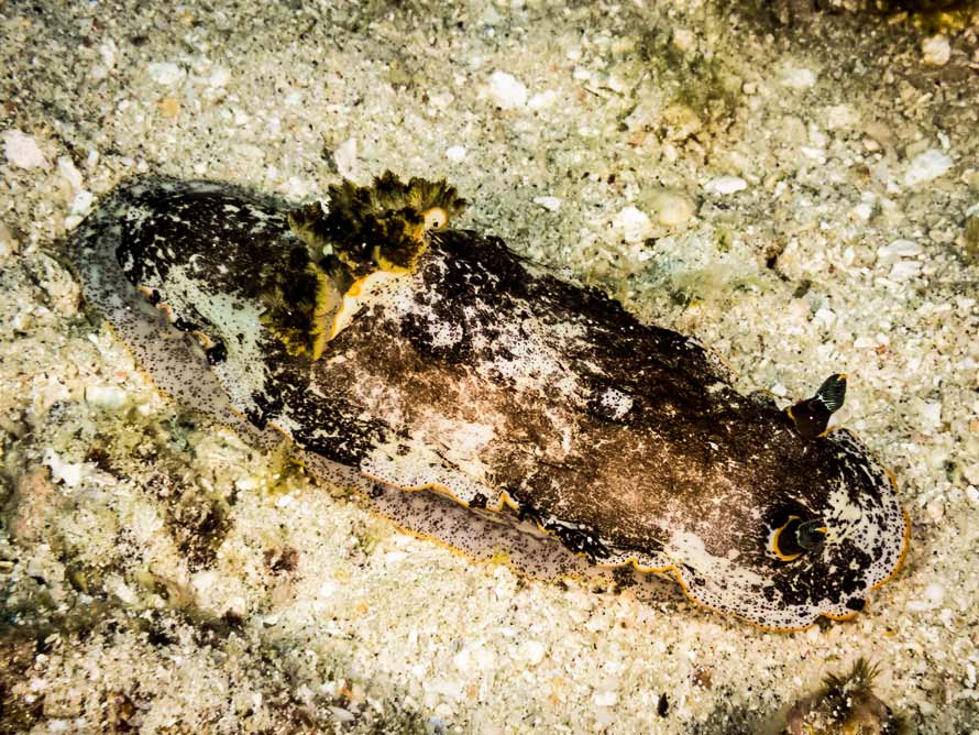 Aphelodoris sp. A